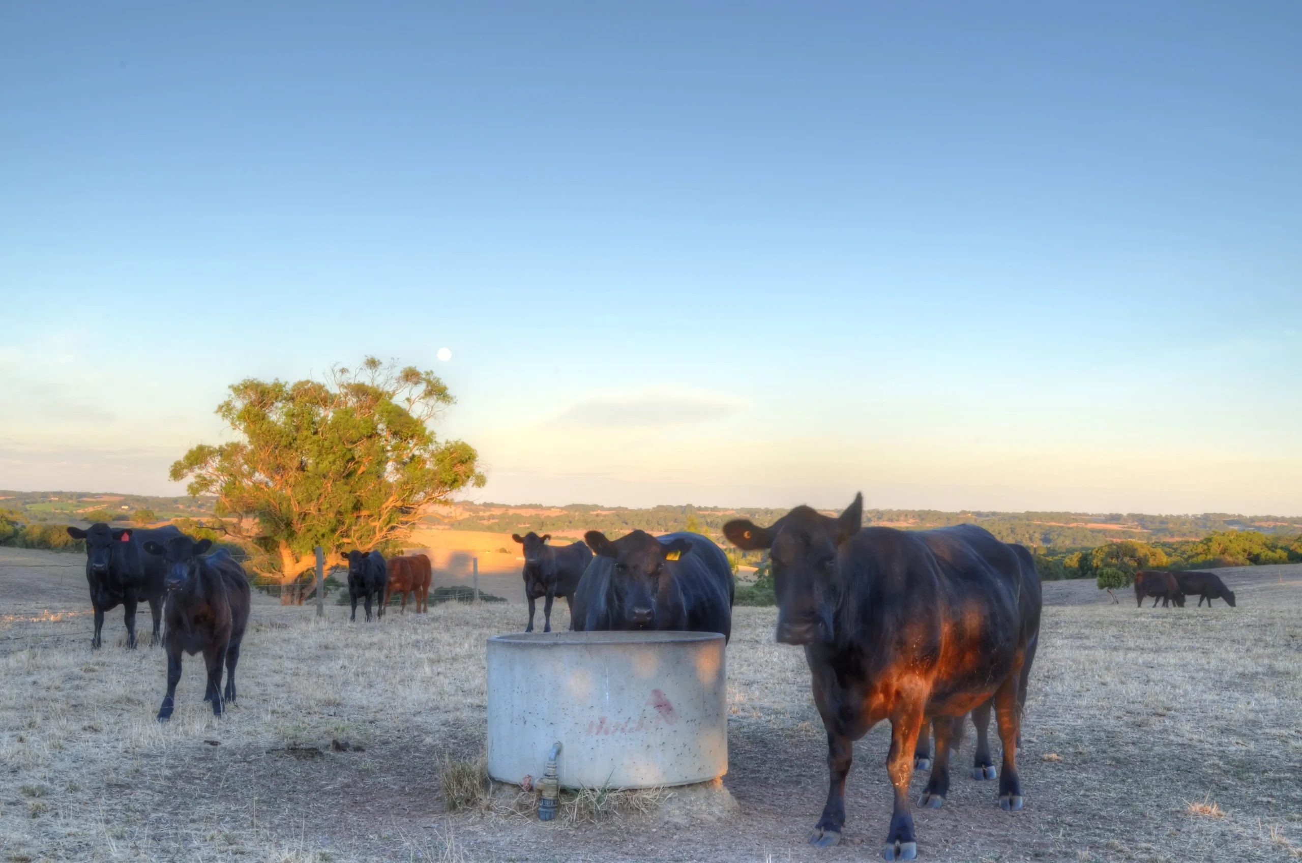 Image of Kyeema Springs Beef cattle.