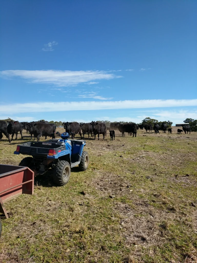 Image of Kyeema Springs Beef cattle.